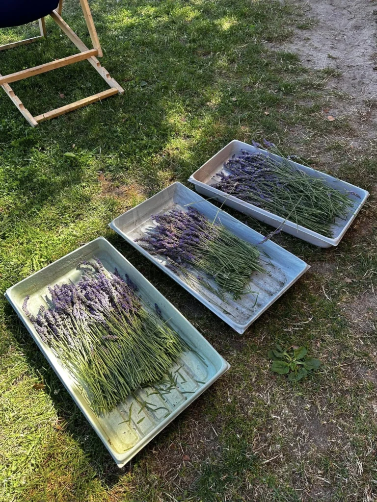 Zdjęcie przedstawia zajęcia praktyczne na studiach podyplomowych, podczas których widoczne są rośliny zielne, w tym lawenda i trawy.