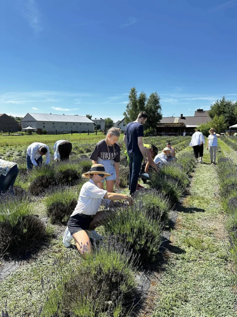 Na zdjęciu widoczne są zajęcia praktyczne na studiach podyplomowych, podczas których uczestnicy pracują z roślinami, w tym krzewami, roślinami okrywowymi, trawami, a także lawendą w ogrodzie rolniczym.
